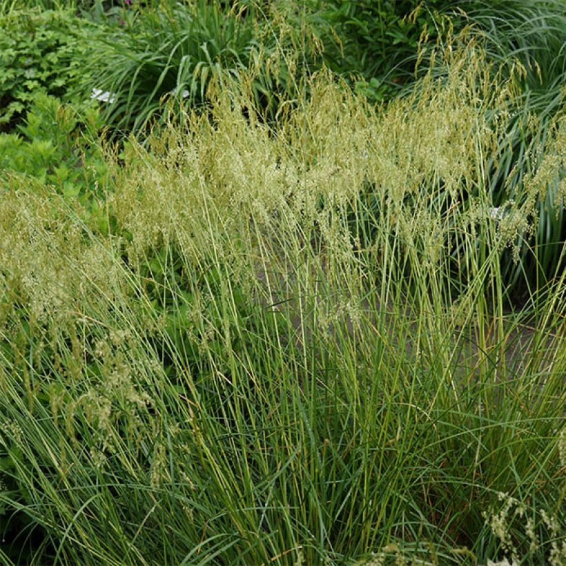 Deschampsia cespitosa Goldschleier - Ruwe smele (Groeiplaats)
