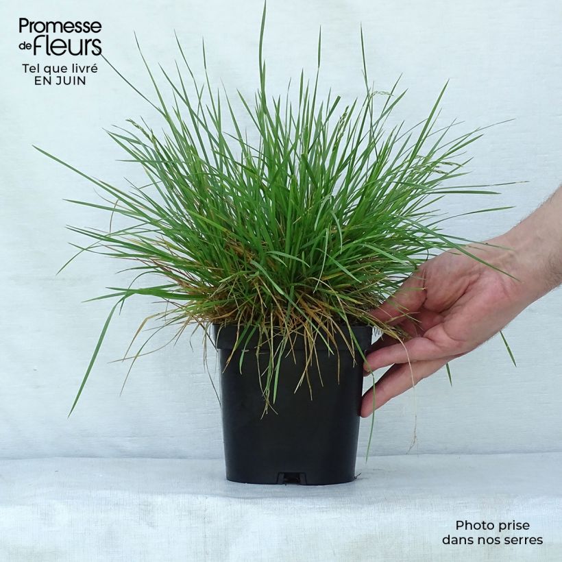 Exemplaar van Deschampsia cespitosa Goldschleier - Ruwe smele Pot van 1,5 l/2 l zoals geleverd in de zomer