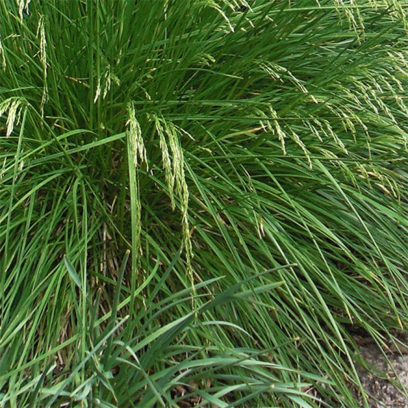 Deschampsia cespitosa Goldtau - Ruwe smele (Foliage)