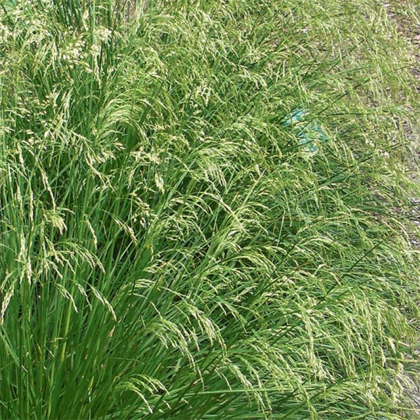 Deschampsia cespitosa Goldtau - Ruwe smele (Flowering)