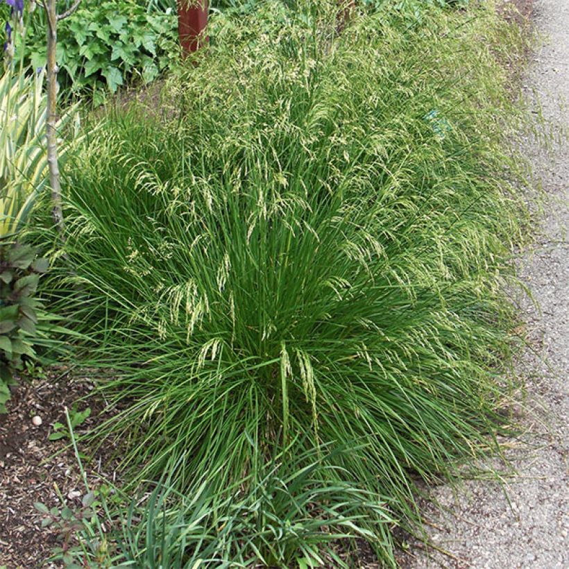 Deschampsia cespitosa Goldtau - Ruwe smele (Plant habit)