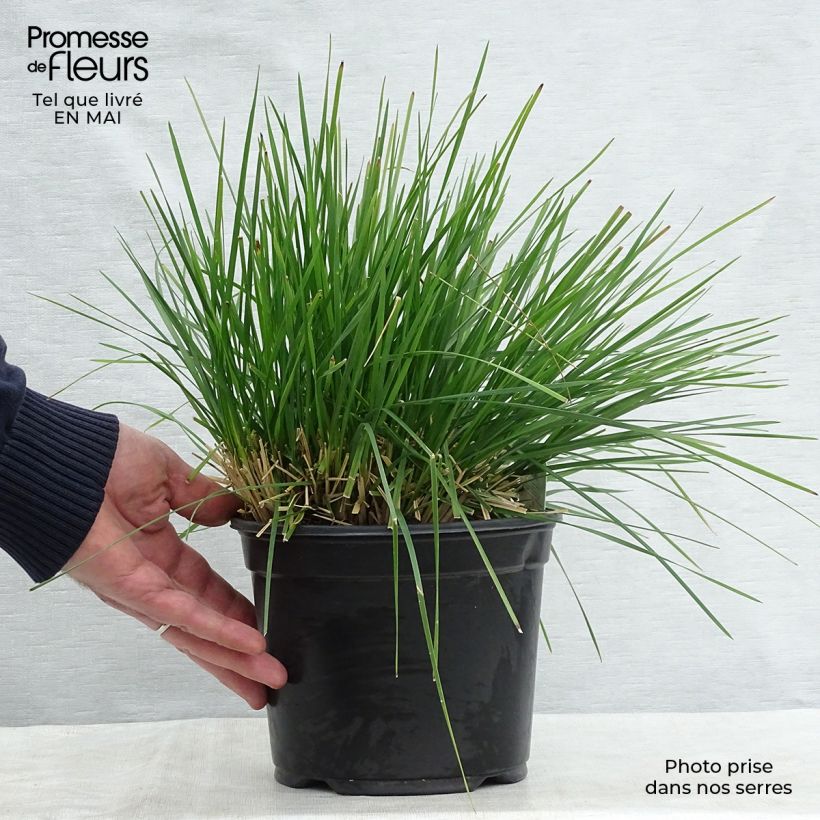 Example of Deschampsia cespitosa Goldtau - Ruwe smele Pot van 2 l/3 l as you get in printemps