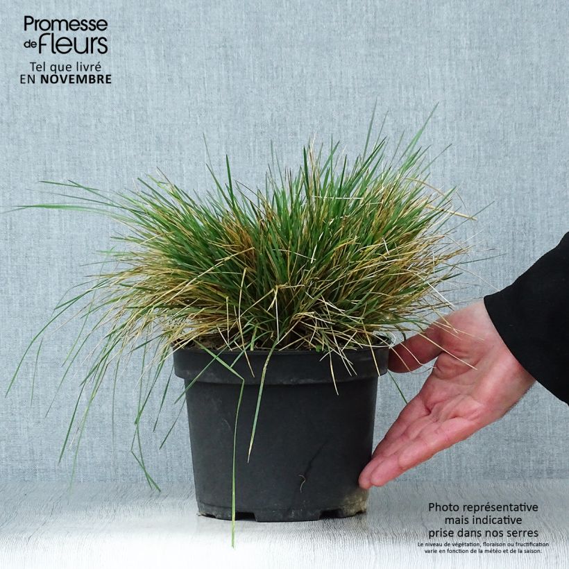 Exemplaar van Deschampsia cespitosa Goldtau - Ruwe smele Pot van 2 l/3 l zoals geleverd in de herfst