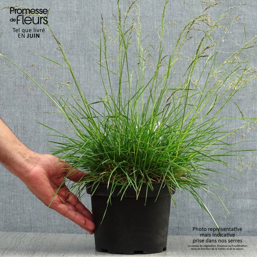 Exemplaar van Deschampsia cespitosa Goldtau - Ruwe smele Pot van 2 l/3 l zoals geleverd in de zomer