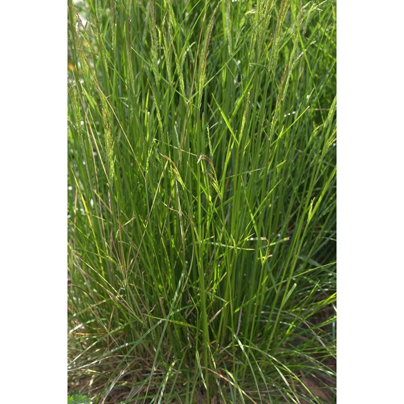 Deschampsia cespitosa Northern Lights - Ruwe smele (Groeiplaats)
