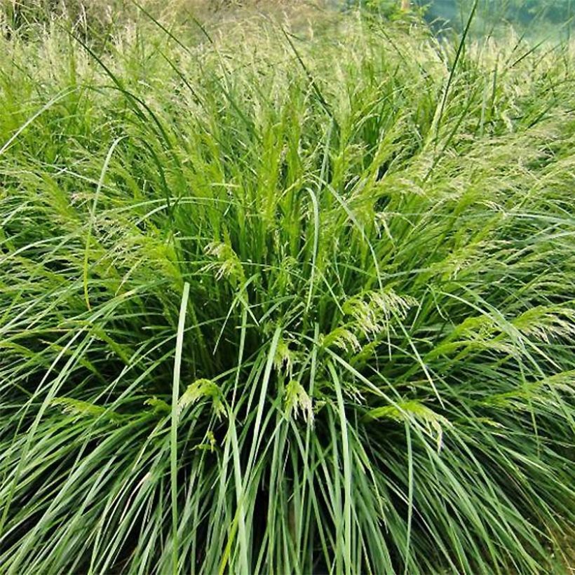 Deschampsia cespitosa Palava - Ruwe smele (Groeiplaats)