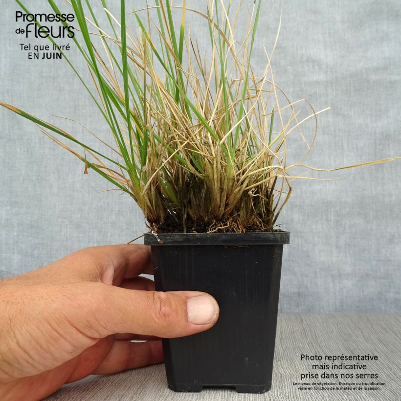 Exemplaar van Deschampsia cespitosa Palava - Ruwe smele Kweekpotje van 8/9 cm zoals geleverd in de zomer
