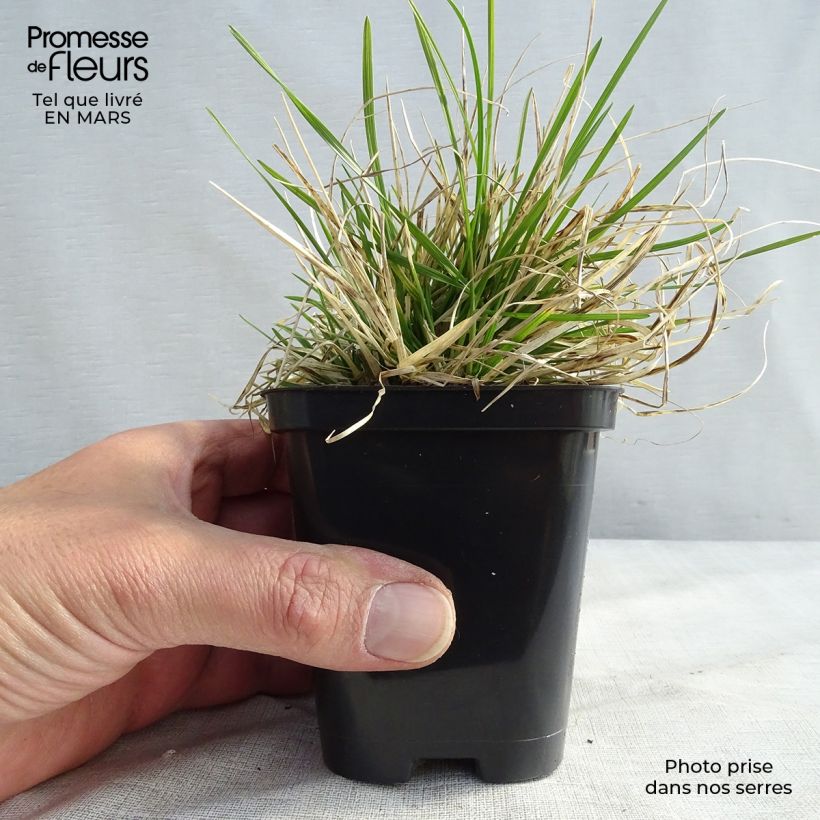 Exemplaar van Deschampsia cespitosa Pixie Fountain - Ruwe smele Kweekpotje van 8/9 cm zoals geleverd in de lente