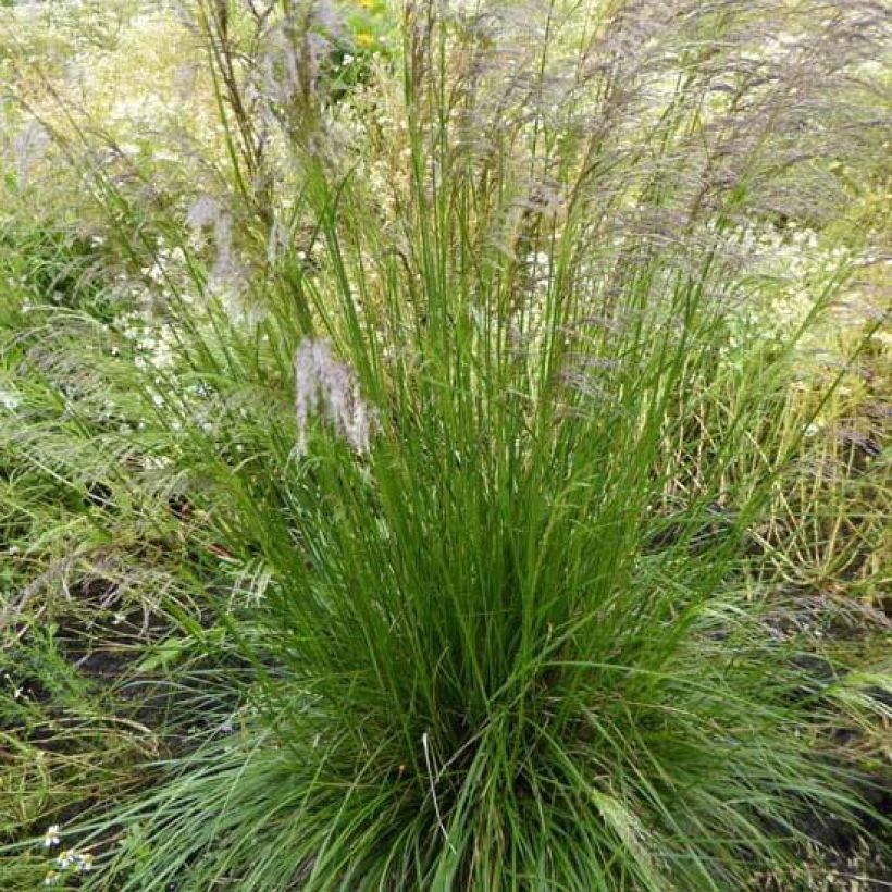 Deschampsia cespitosa Tardiflora - Ruwe smele (Groeiplaats)