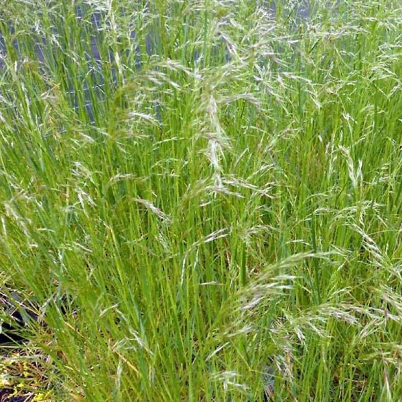 Deschampsia cespitosa Vivipara - Ruwe smele (Groeiplaats)
