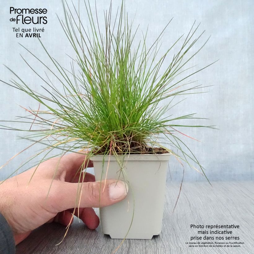 Exemplaar van Deschampsia flexuosa - Bochtige smele Kweekpotje van 8/9 cm zoals geleverd in de lente