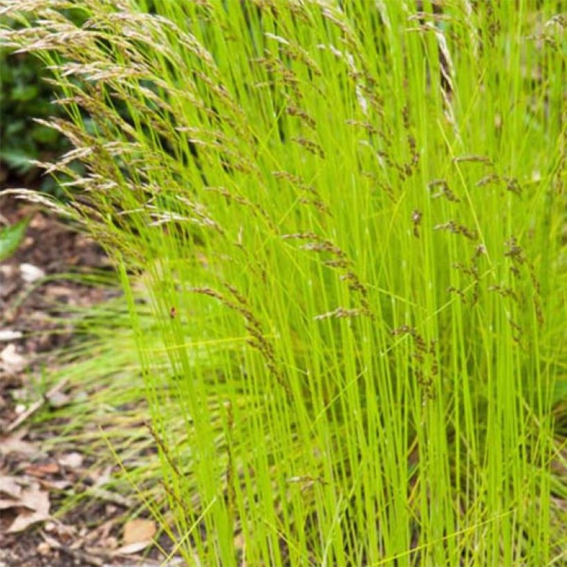 Deschampsia flexuosa Tatra Gold - Bochtige smele (Blad)