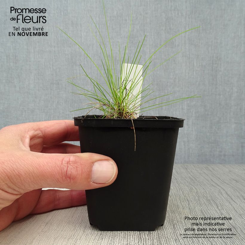 Exemplaar van Deschampsia flexuosa Tatra Gold - Bochtige smele Kweekpotje van 8/9 cm zoals geleverd in de herfst
