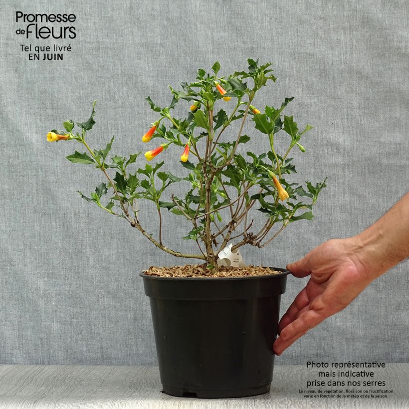 Exemplaar van Desfontainia spinosa Pot van 3 l/4 l zoals geleverd in de zomer