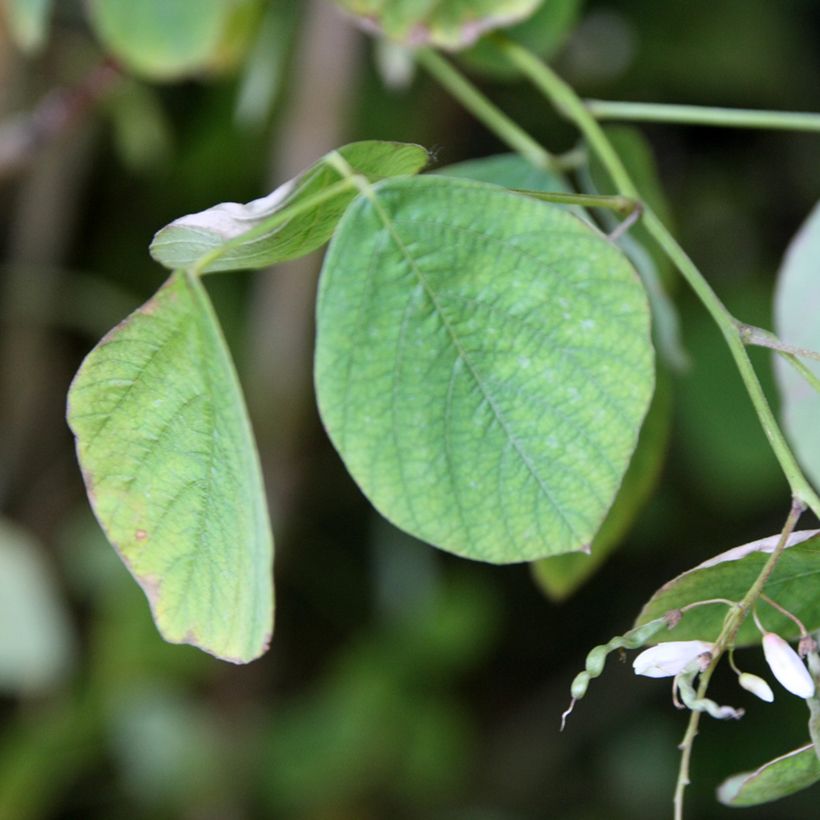 Desmodium elegans - Desmodium elegant (Blad)