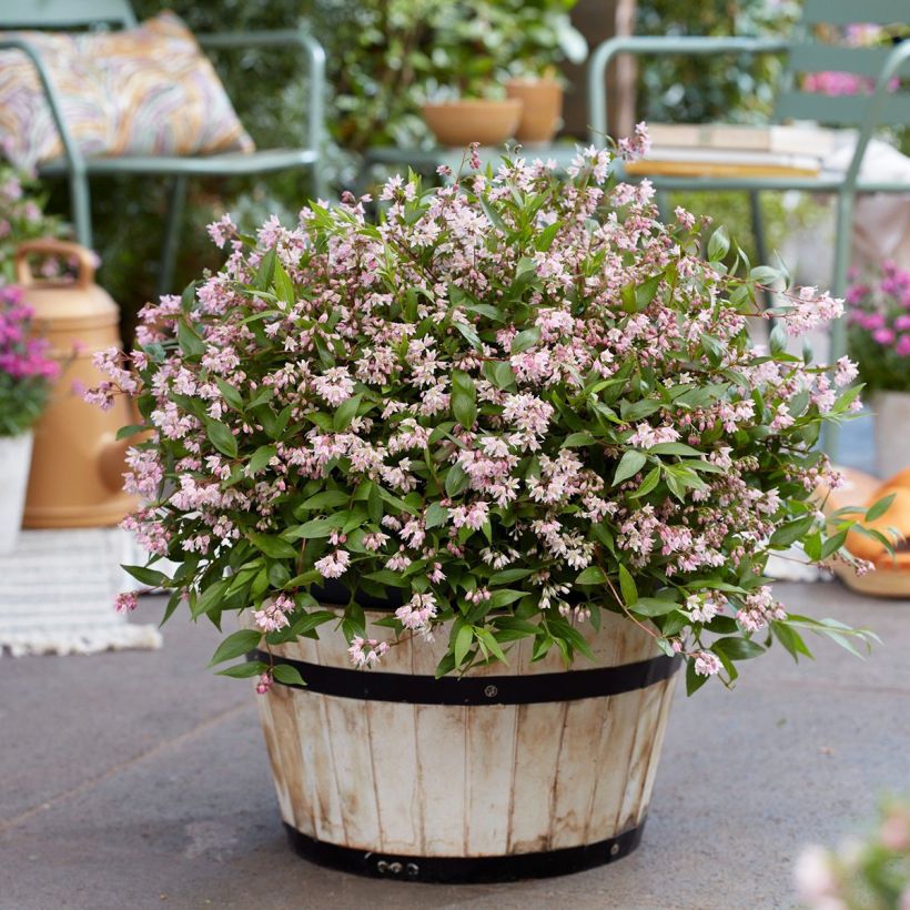 Deutzia Million Stars Pink Carpet - Bruidsbloem (Groeiplaats)