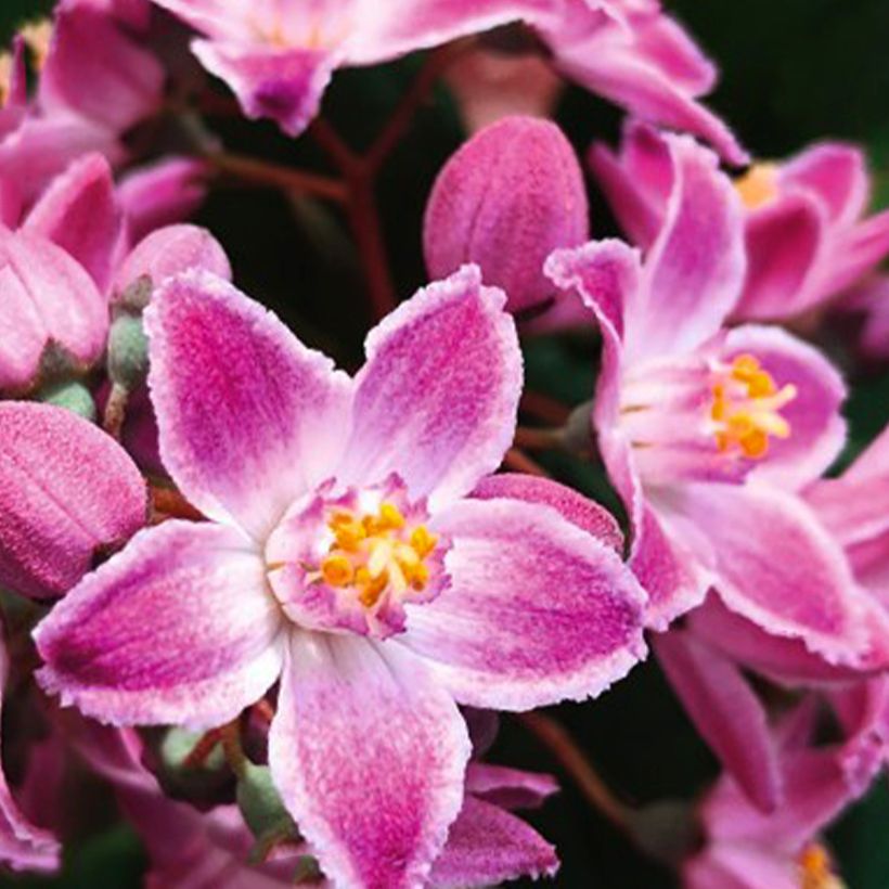 Deutzia Pink Cloud - Bruidsbloem (Bloei)