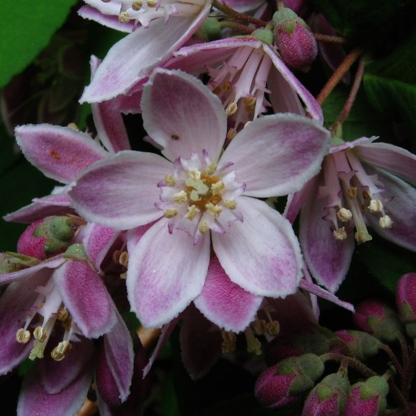 Deutzia Perle Rose - Bruidsbloem roze (Flowering)
