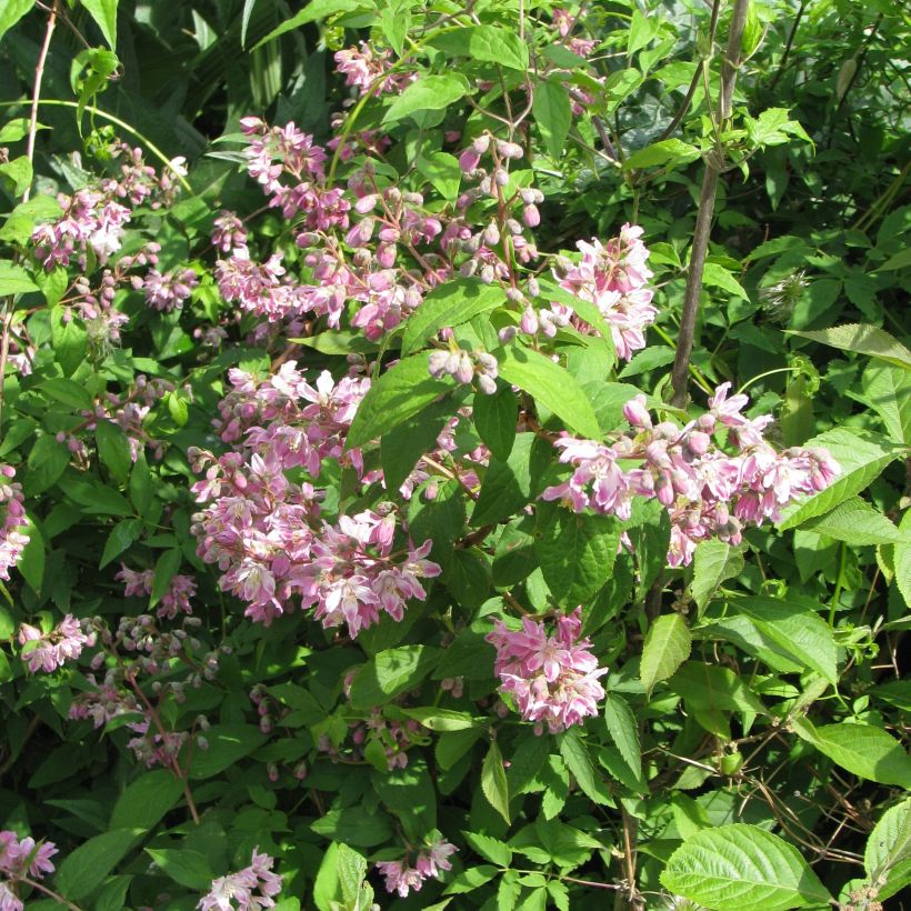 Deutzia Perle Rose - Bruidsbloem roze (Plant habit)