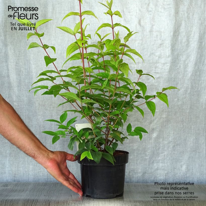 Exemplaar van Deutzia Perle Rose - Bruidsbloem roze Pot van 3 l/4 l zoals geleverd in de zomer