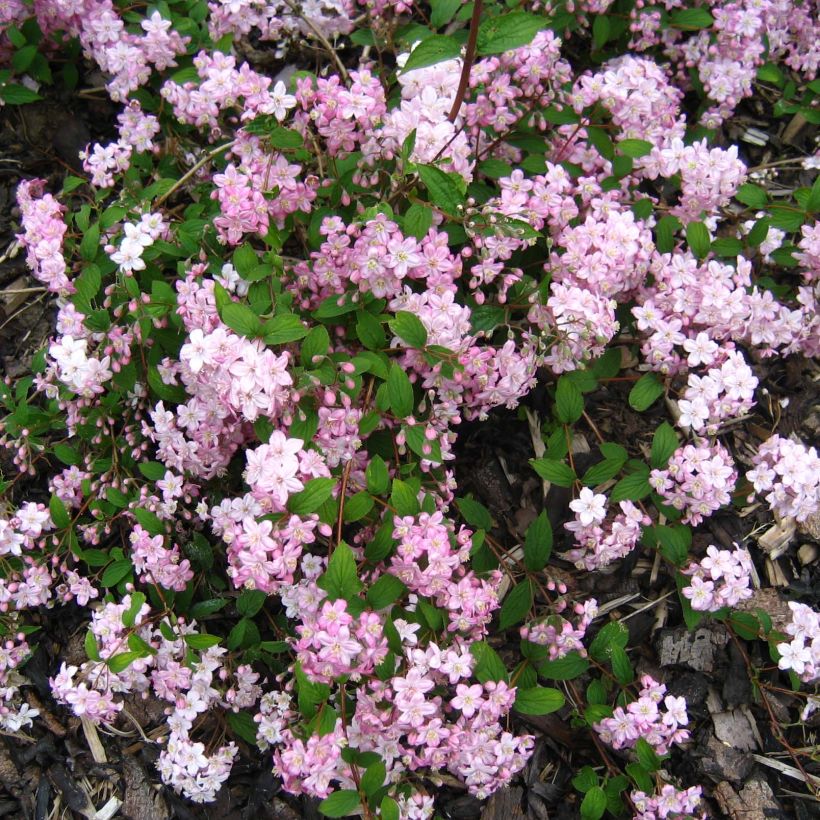 Deutzia elegantissima Rosealind - Bruidsbloem (Bloei)