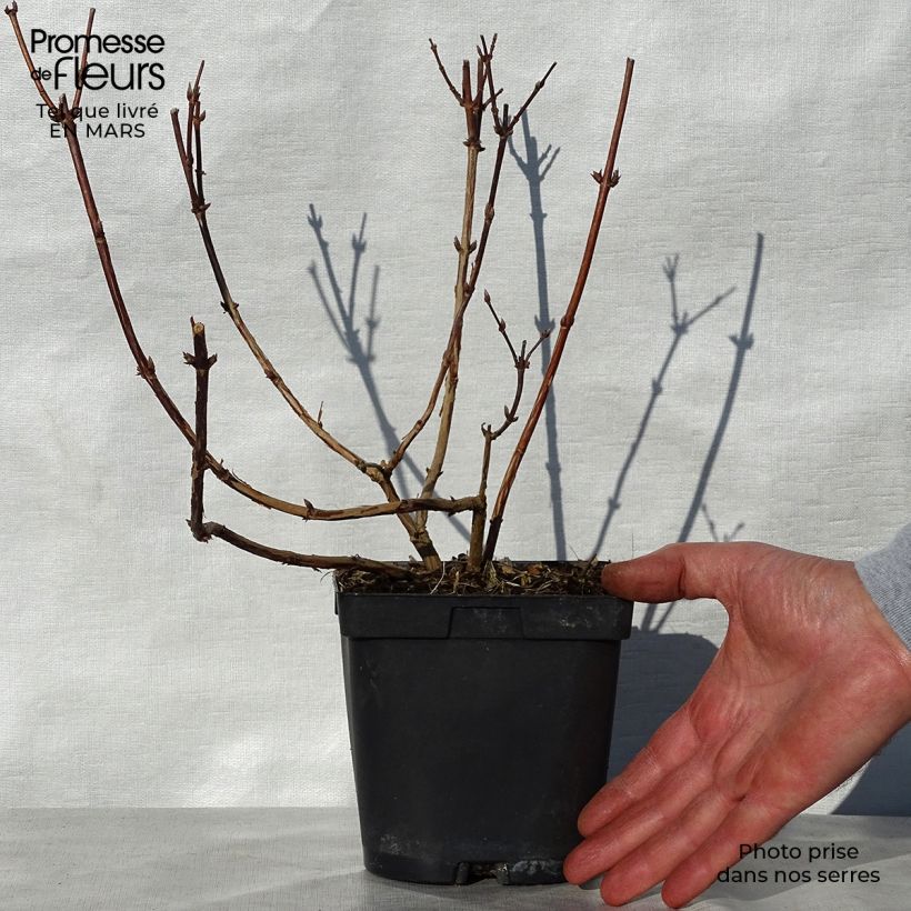 Example of Deutzia Tourbillon Rouge - Bruidsbloem Pot van 2 l/3 l as you get in printemps