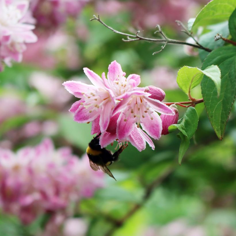Deutzia Tourbillon Rouge - Bruidsbloem (Bloei)