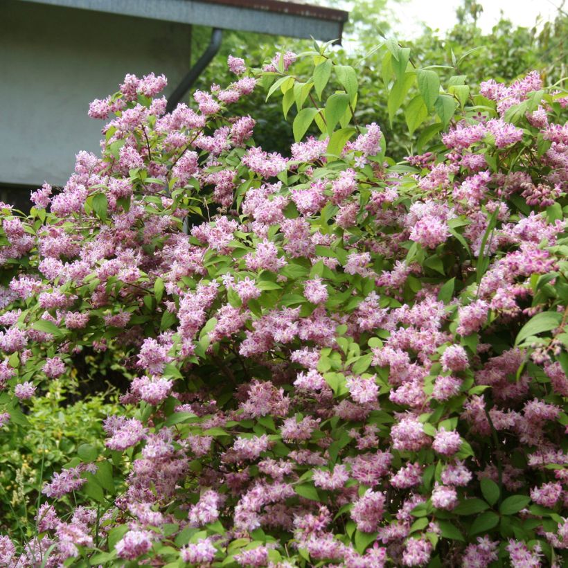 Deutzia Tourbillon Rouge - Bruidsbloem (Groeiplaats)