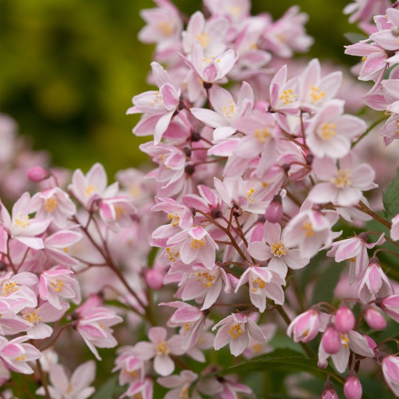 Deutzia Yuki Cherry Blossom (Bloei)
