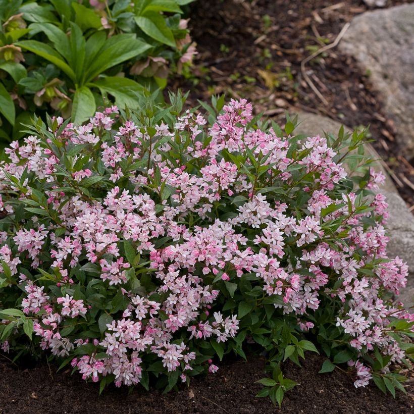 Deutzia Yuki Cherry Blossom (Groeiplaats)