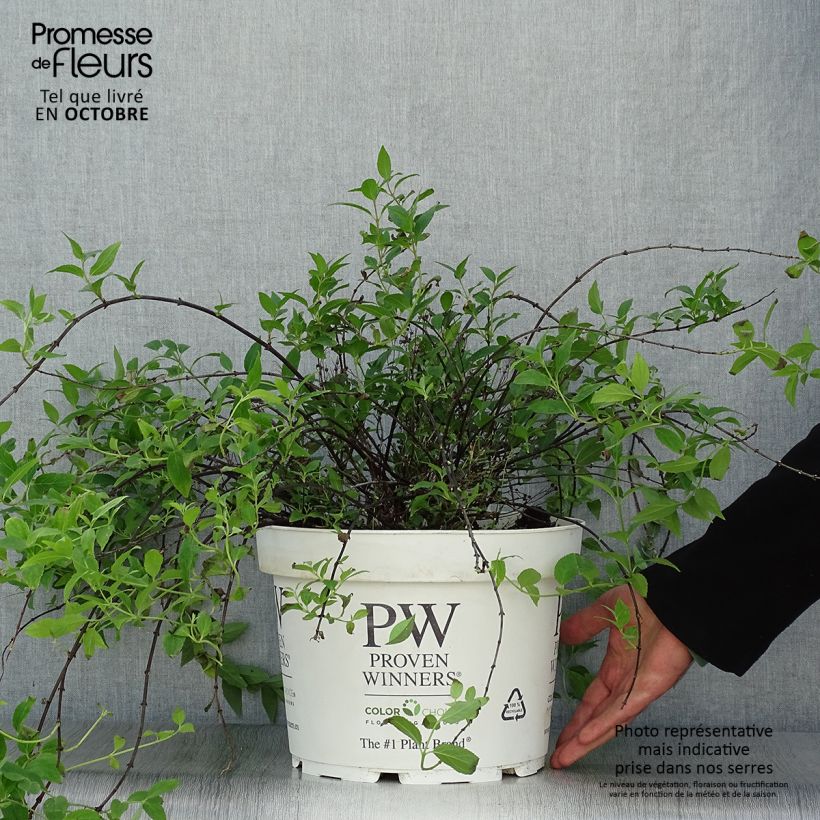 Exemplaar van Deutzia Yuki Cherry Blossom Pot van 7,5 l/10 l zoals geleverd in de herfst