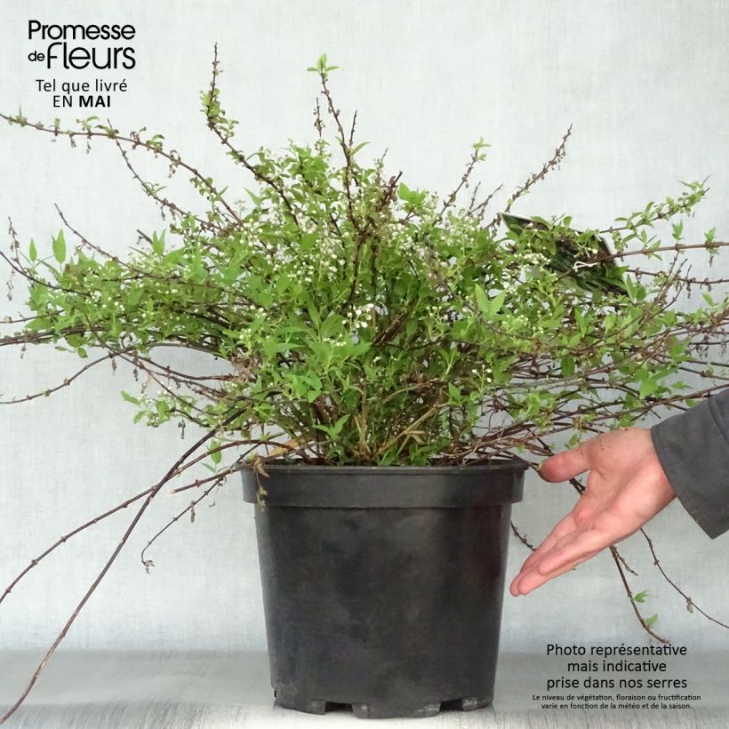 Exemplaar van Deutzia Yuki Cherry Blossom Pot van 7,5 l/10 l zoals geleverd in de lente