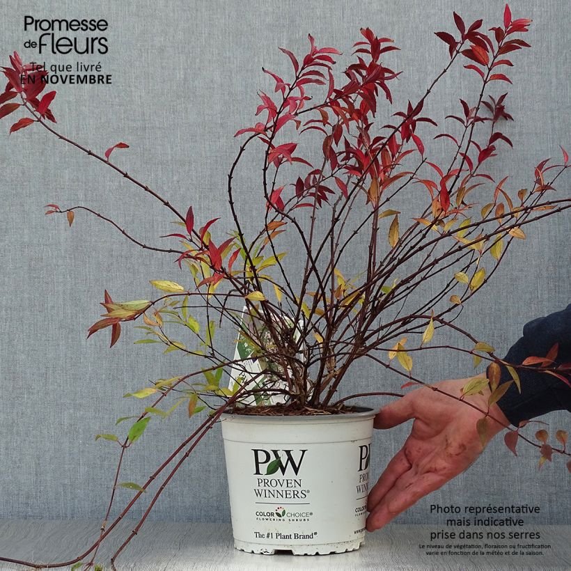 Exemplaar van Deutzia Yuki Cherry Blossom Pot van 2 l/3 l zoals geleverd in de herfst