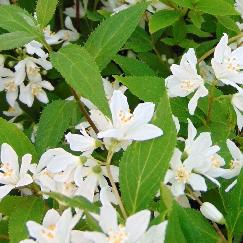 Deutzia Yuki Snowflake - Bruidsbloem (Foliage)