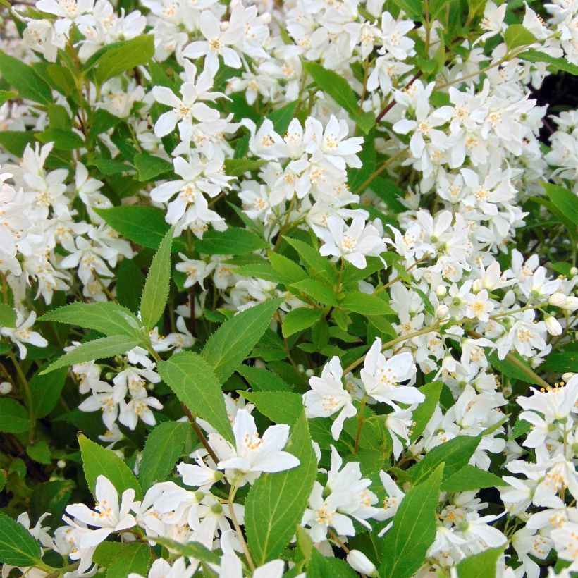 Deutzia Yuki Snowflake - Bruidsbloem (Flowering)