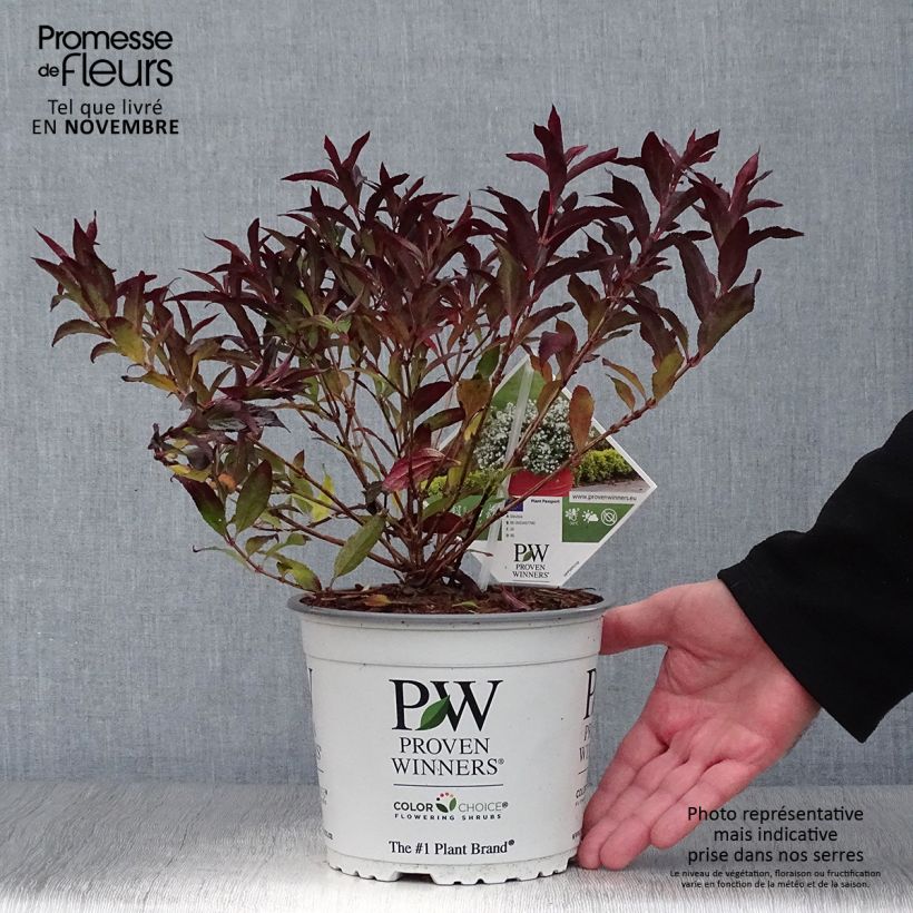 Exemplaar van Deutzia Yuki Snowflake - Bruidsbloem Pot van 2 l/3 l zoals geleverd in de herfst