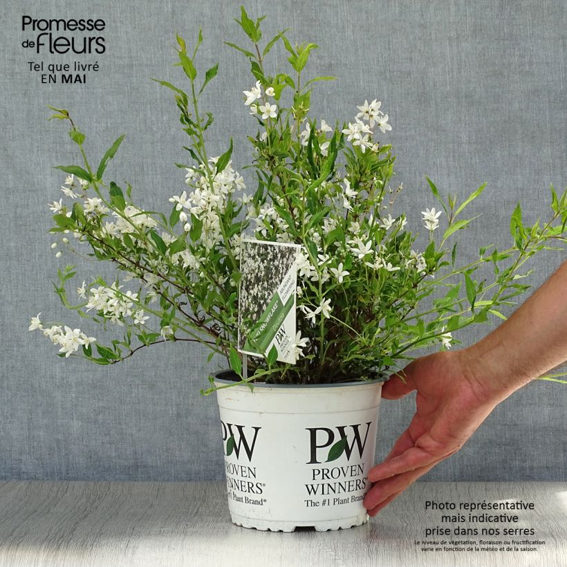 Exemplaar van Deutzia Yuki Snowflake - Bruidsbloem Pot van 2 l/3 l zoals geleverd in de zomer