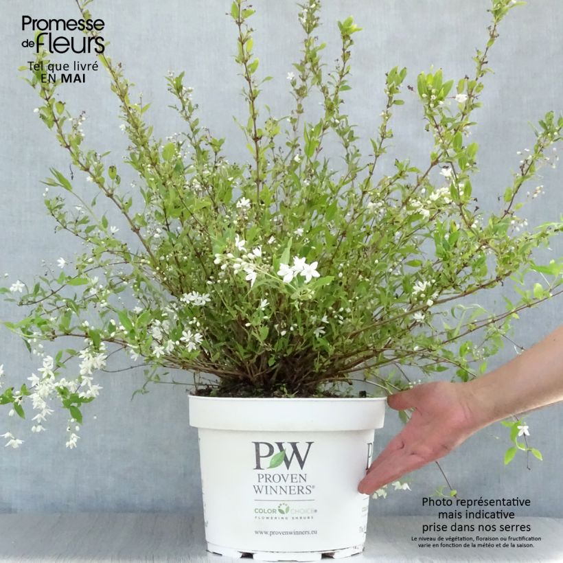 Example of Deutzia Yuki Snowflake - Bruidsbloem Pot van 7,5 l/10 l as you get in printemps