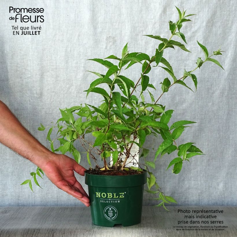Exemplaar van Deutzie Lavender Time - Deutzia compacta Pot van 3 l/4 l zoals geleverd in de zomer
