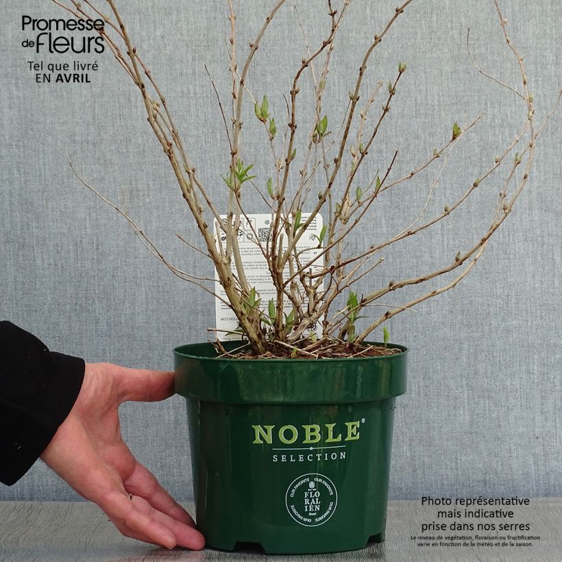 Exemplaar van Deutzie Lavender Time - Deutzia compacta Pot van 3 l/4 l zoals geleverd in de lente