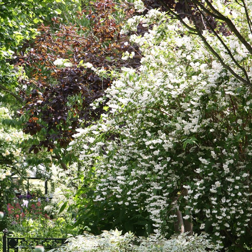 Deutzia crenata Pride of Rochester - Bruidsbloem (Groeiplaats)