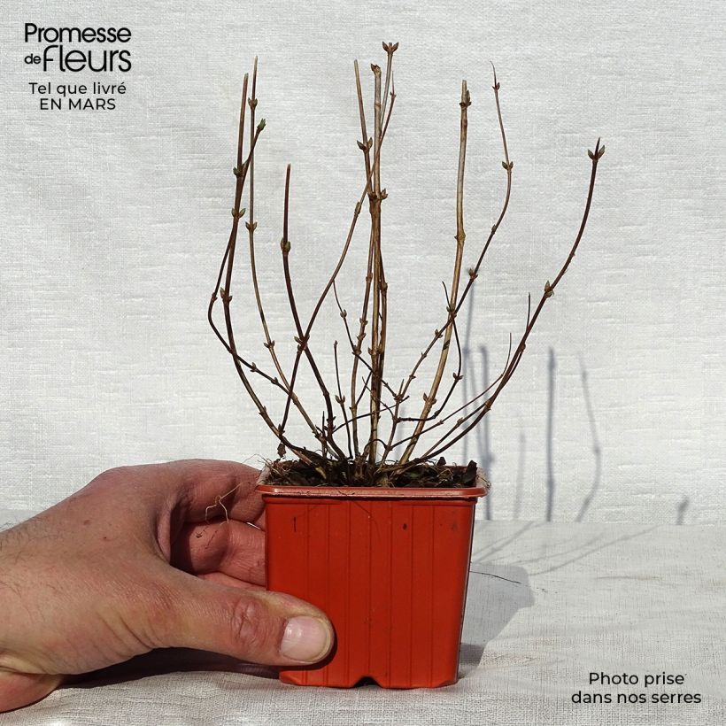 Exemplaar van Deutzia crenata Pride of Rochester - Bruidsbloem Kweekpotje van 8/9 cm zoals geleverd in de lente