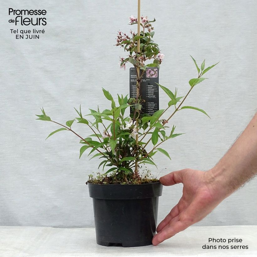 Exemplaar van Deutzia elegantissima Rosealind - Bruidsbloem Pot van 2 l/3 l zoals geleverd in de zomer