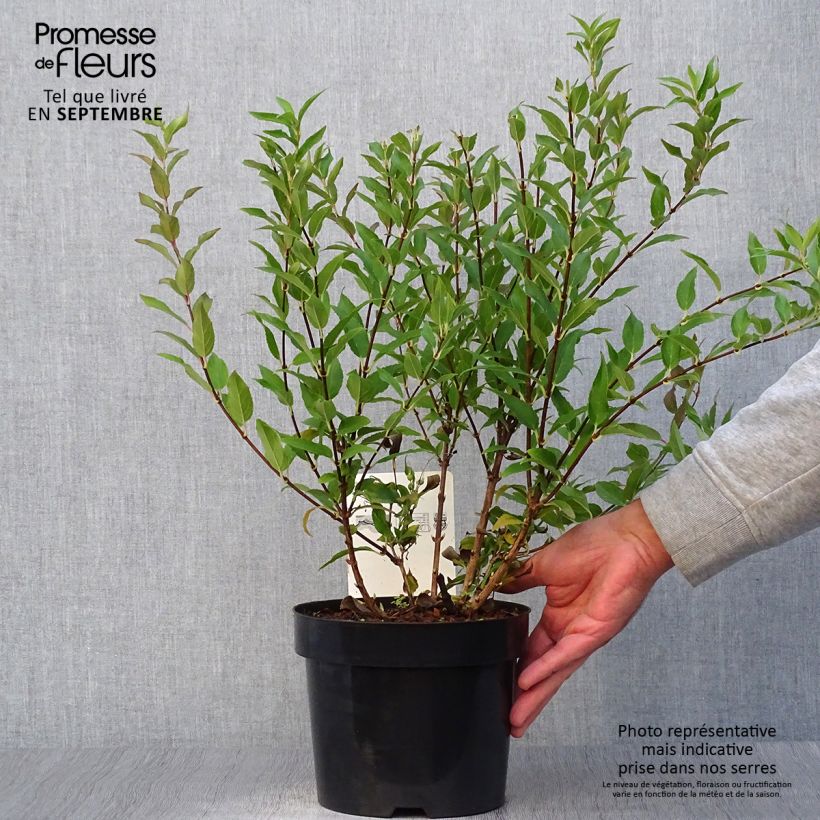 Exemplaar van Deutzia gracilis - Bruidsbloem Pot van 2 l/3 l zoals geleverd in de herfst