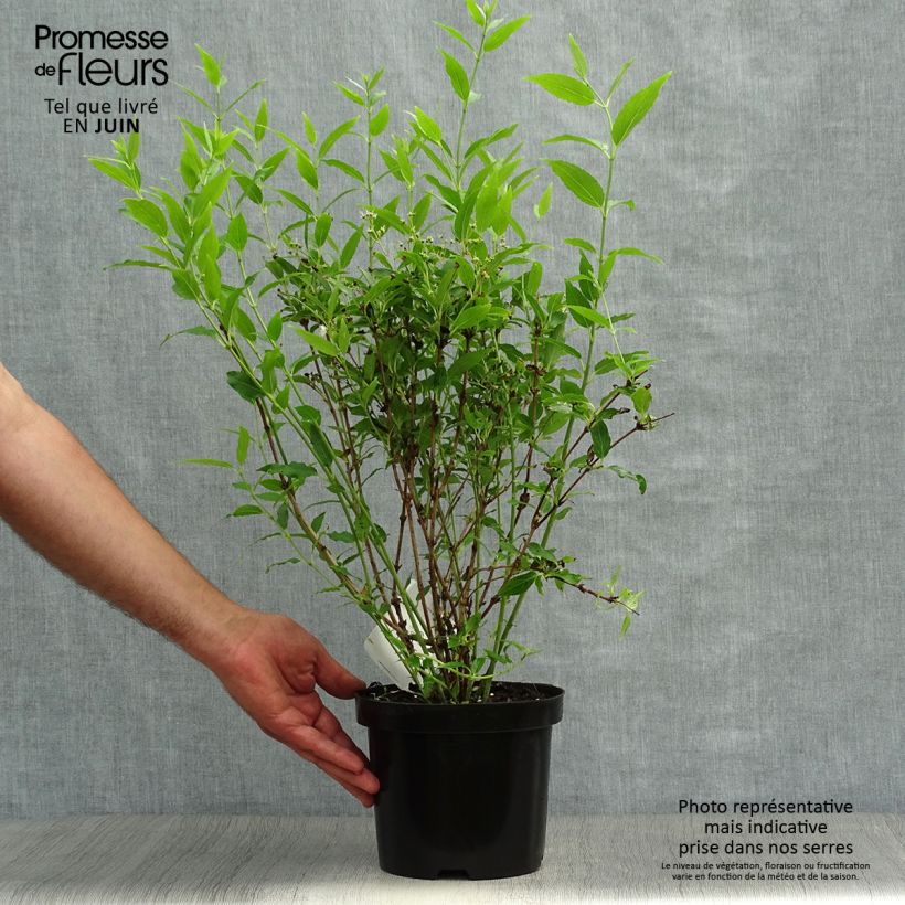 Exemplaar van Deutzia gracilis - Bruidsbloem Pot van 2 l/3 l zoals geleverd in de zomer
