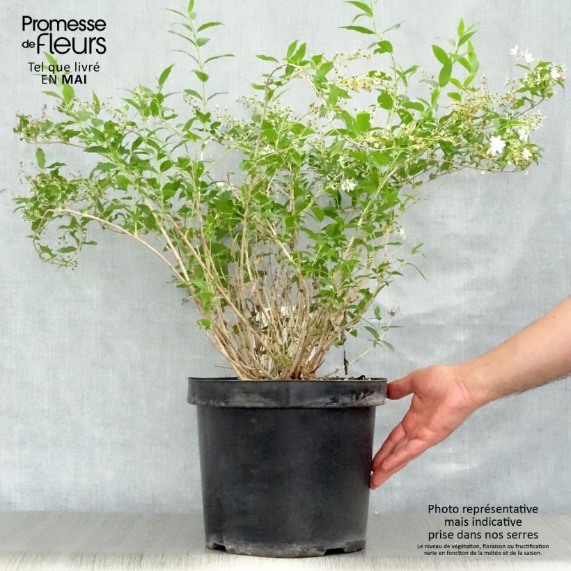 Exemplaar van Deutzia gracilis - Bruidsbloem Pot van 4 l/5 l zoals geleverd in de lente