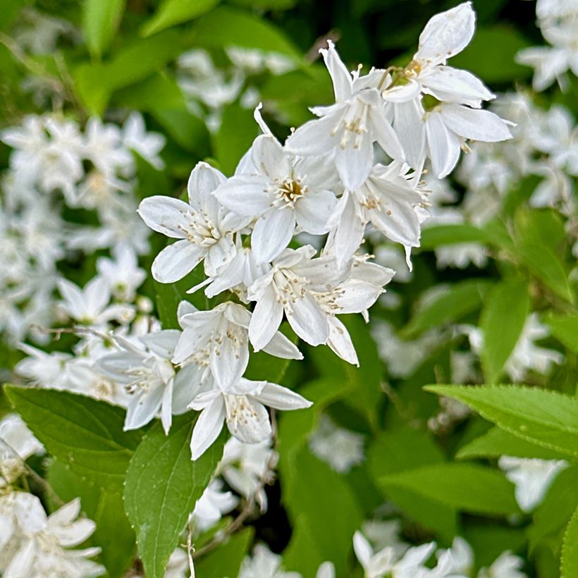 Deutzia gracilis - Bruidsbloem (Bloei)
