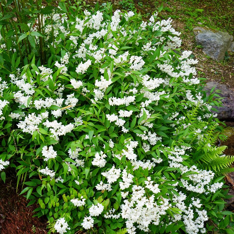 Deutzia gracilis - Bruidsbloem (Groeiplaats)