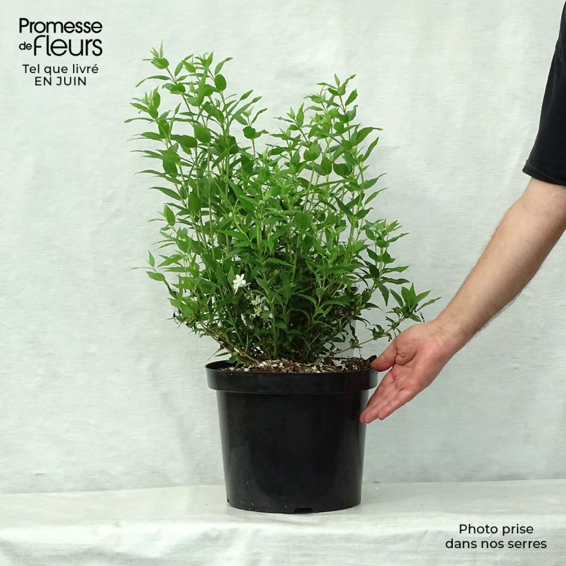 Exemplaar van Deutzia gracilis Nikko - Bruidsbloem Pot van 7,5 l/10 l zoals geleverd in de zomer