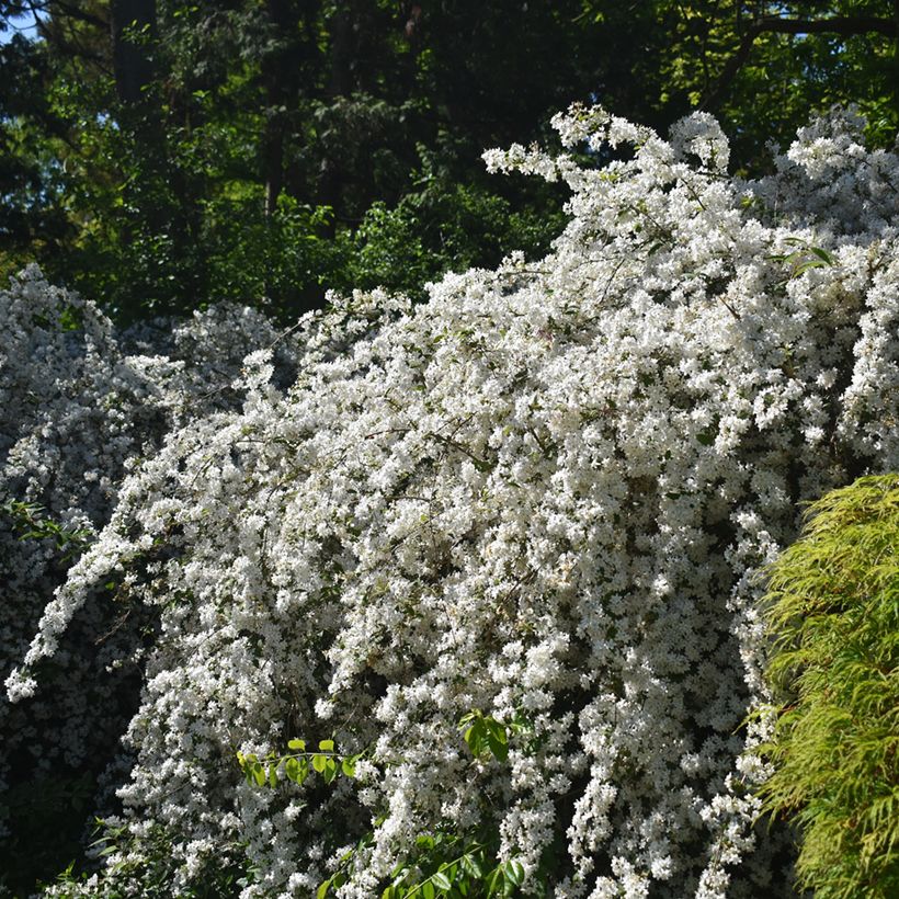 Deutzia gracilis Nikko - Bruidsbloem (Groeiplaats)